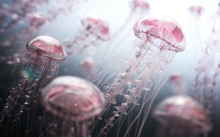 Jelly fish