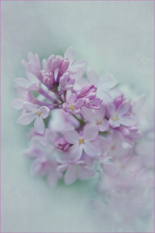 lilac