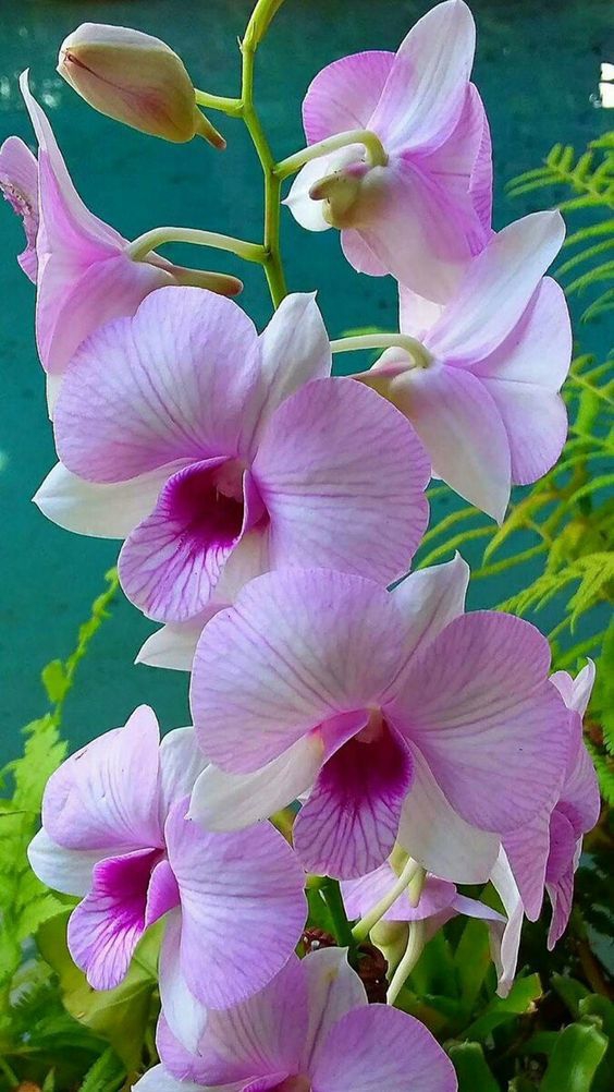 Pink orquídeas.