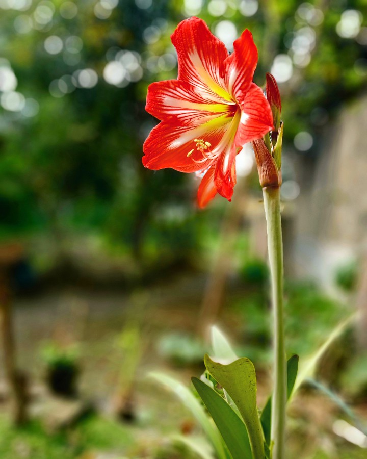easter lily