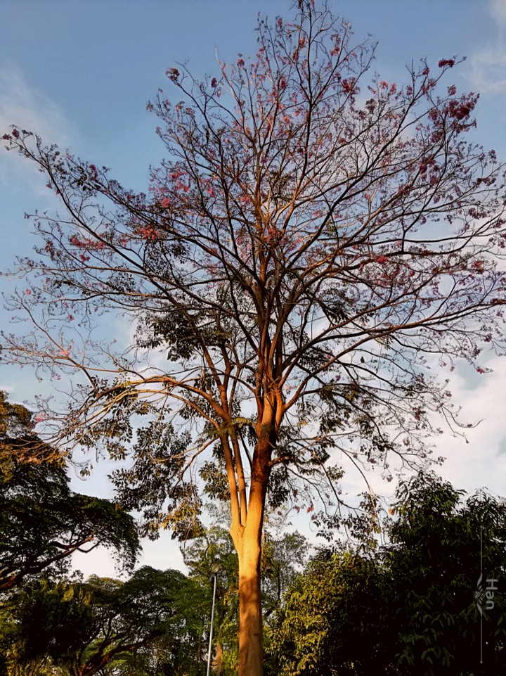 beauty of trees