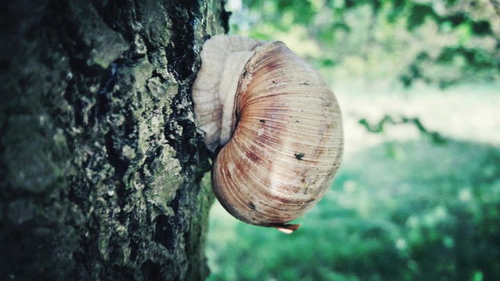 Snail