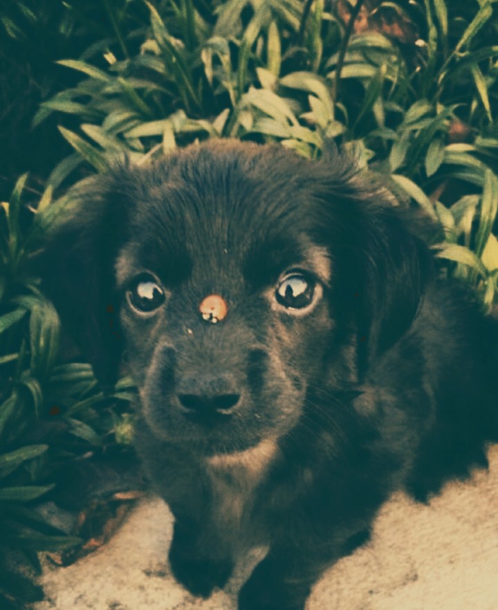 cute dog shade 3