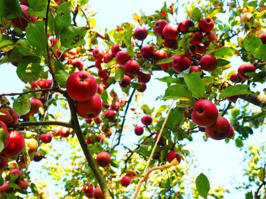 Brazil Fruits - Maçã