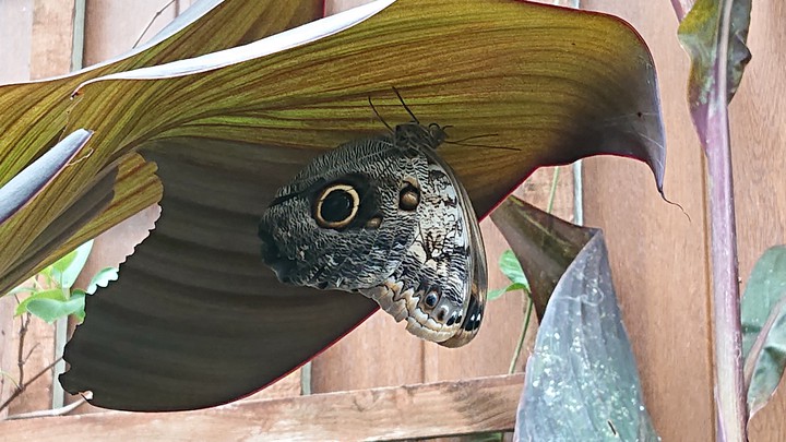 Owl Butterfly ?