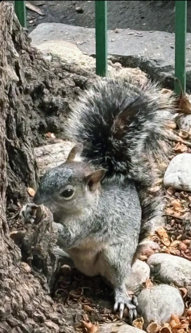 .