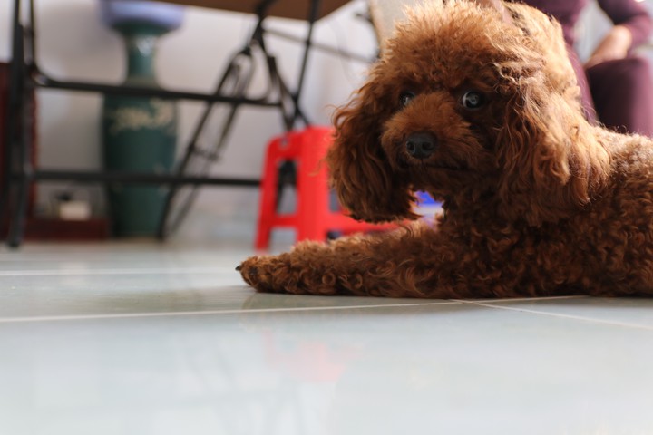 my poodle
