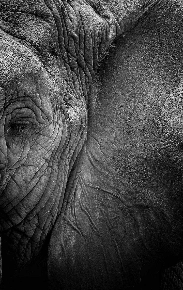 elephant peace