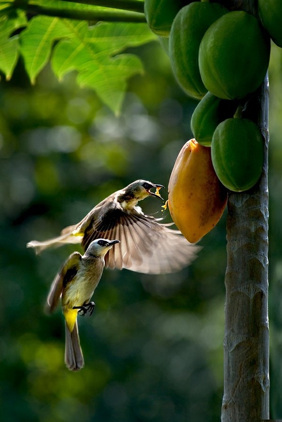 Birds Photogarphy ©