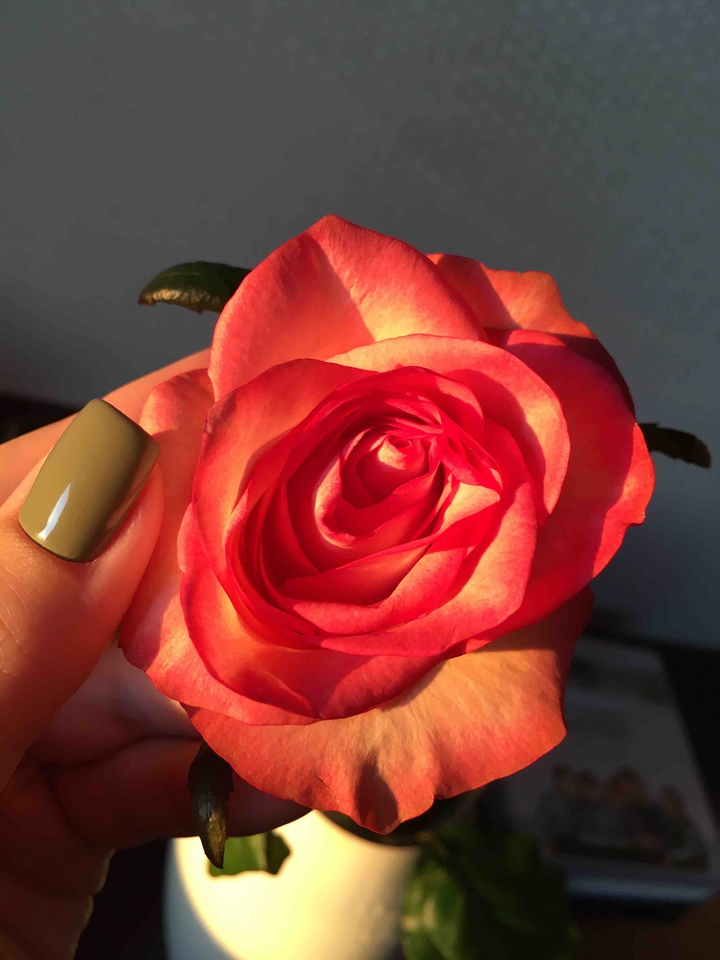 rose