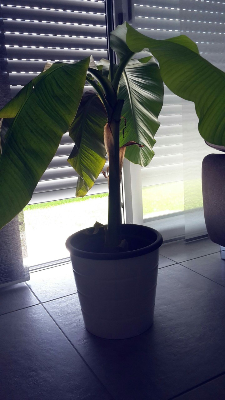 banana tree