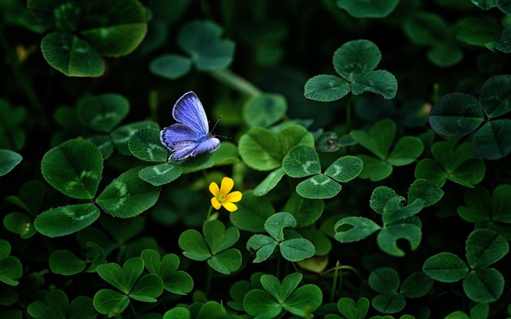 природа