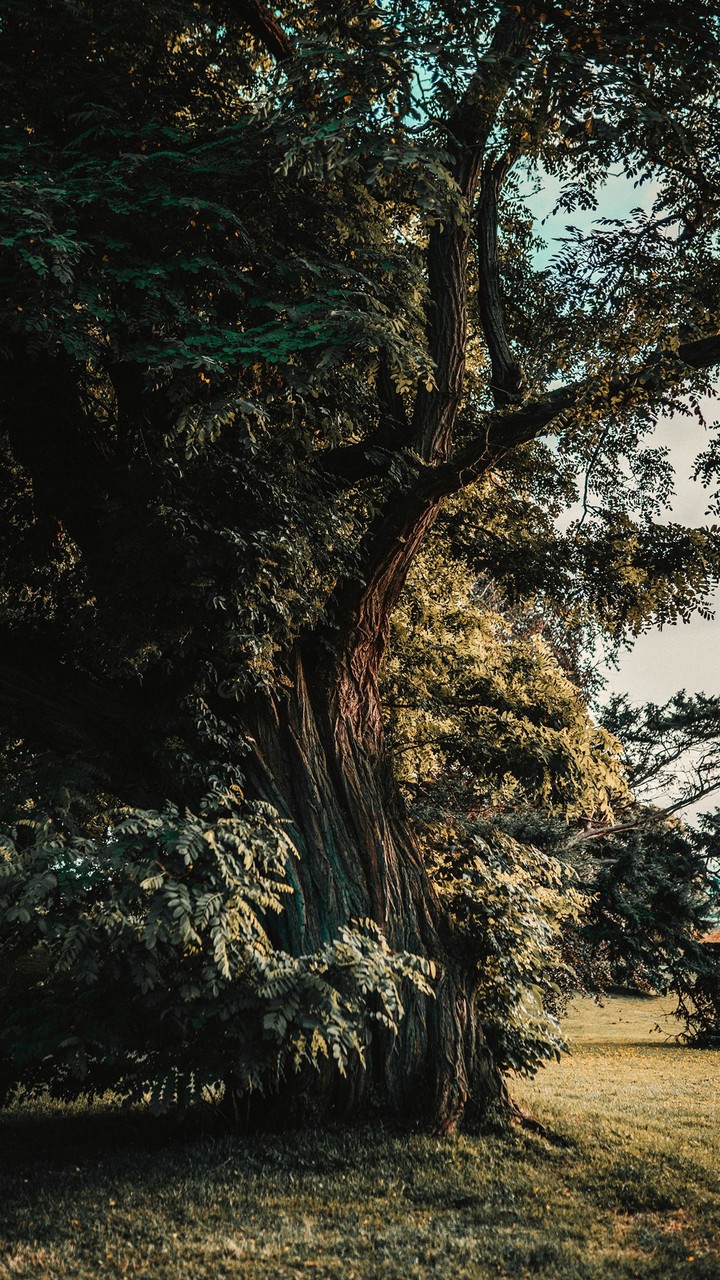Beautiful Tree