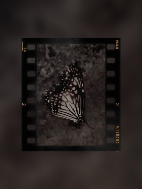 butterfly