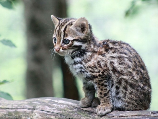leopards