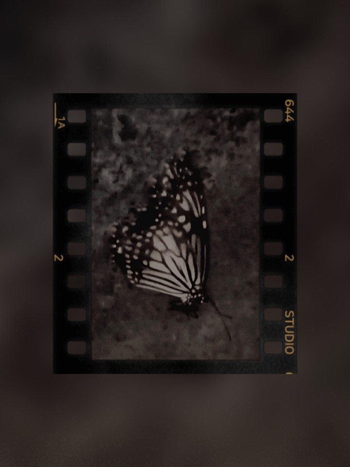 butterfly