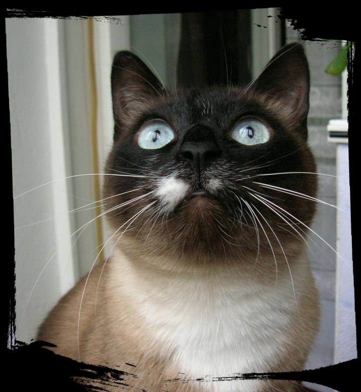 Cat Murzyk