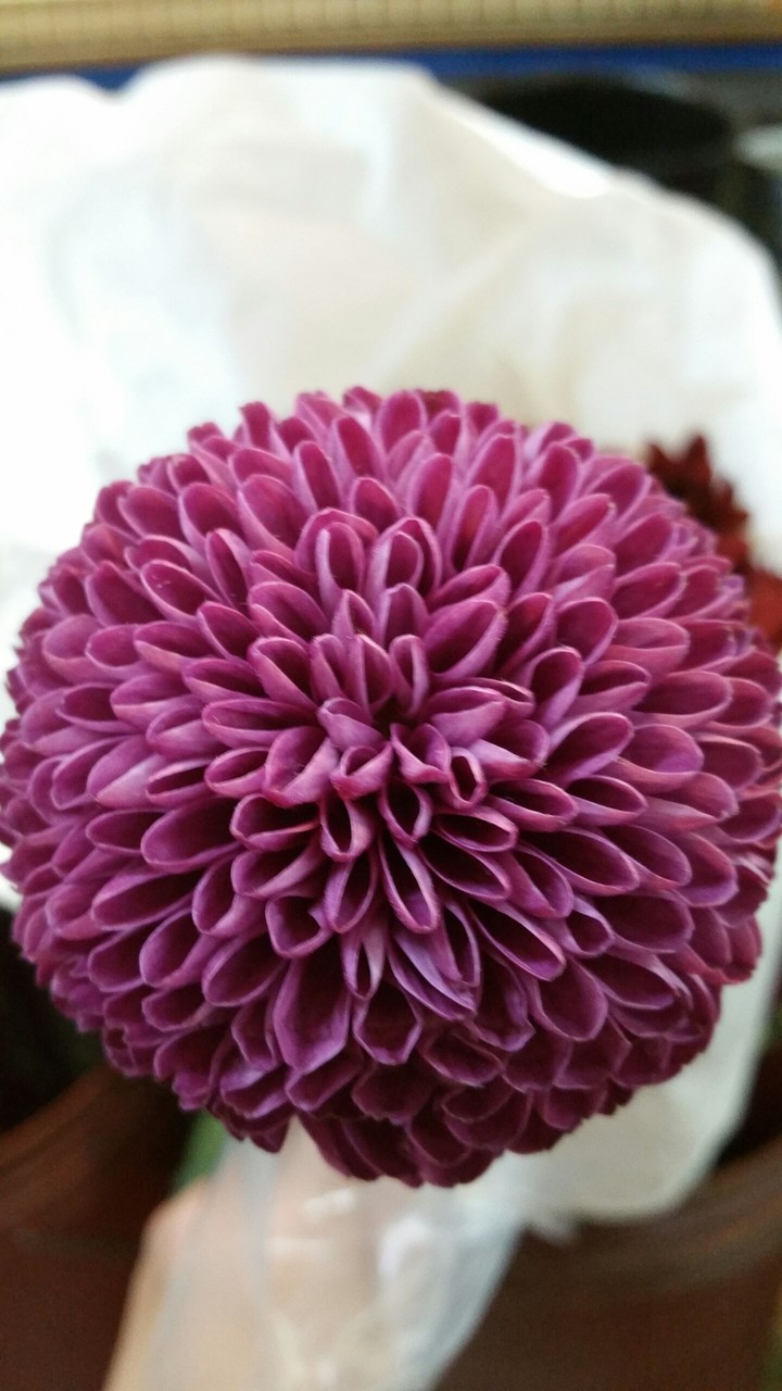 pretty flowers