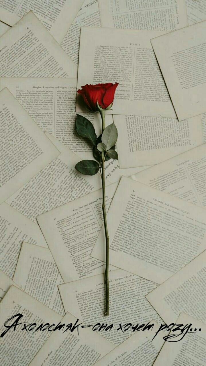 Bachelor / Rose