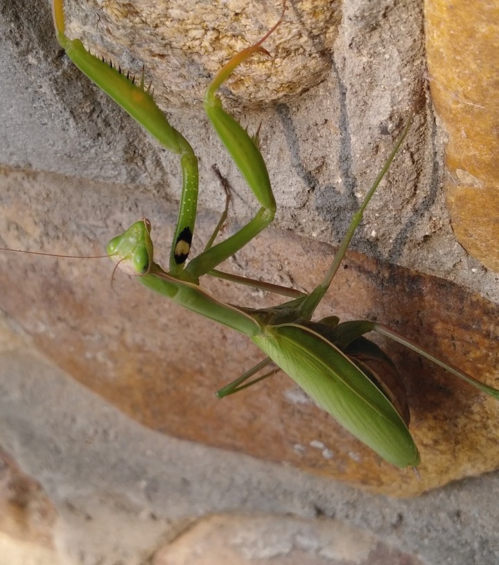 Mantis