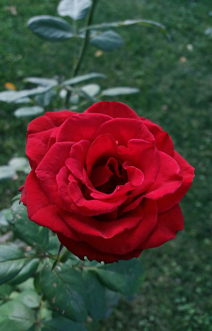 bloody beauty..