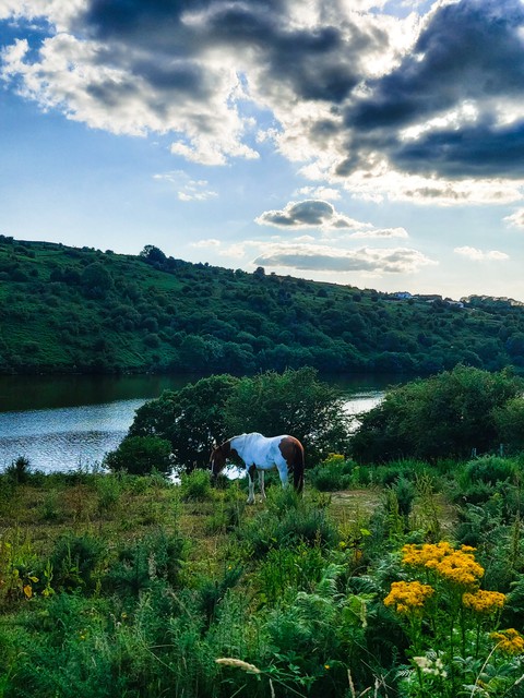 Horse with clouds