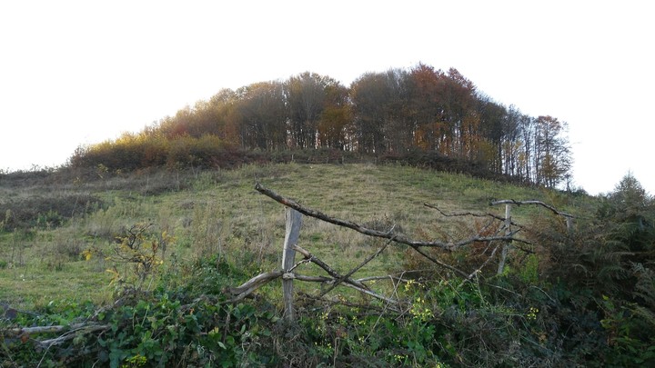 Orman
