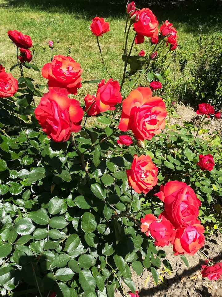 Flower.