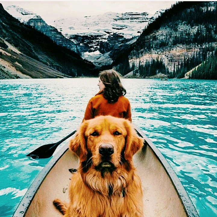 dogs