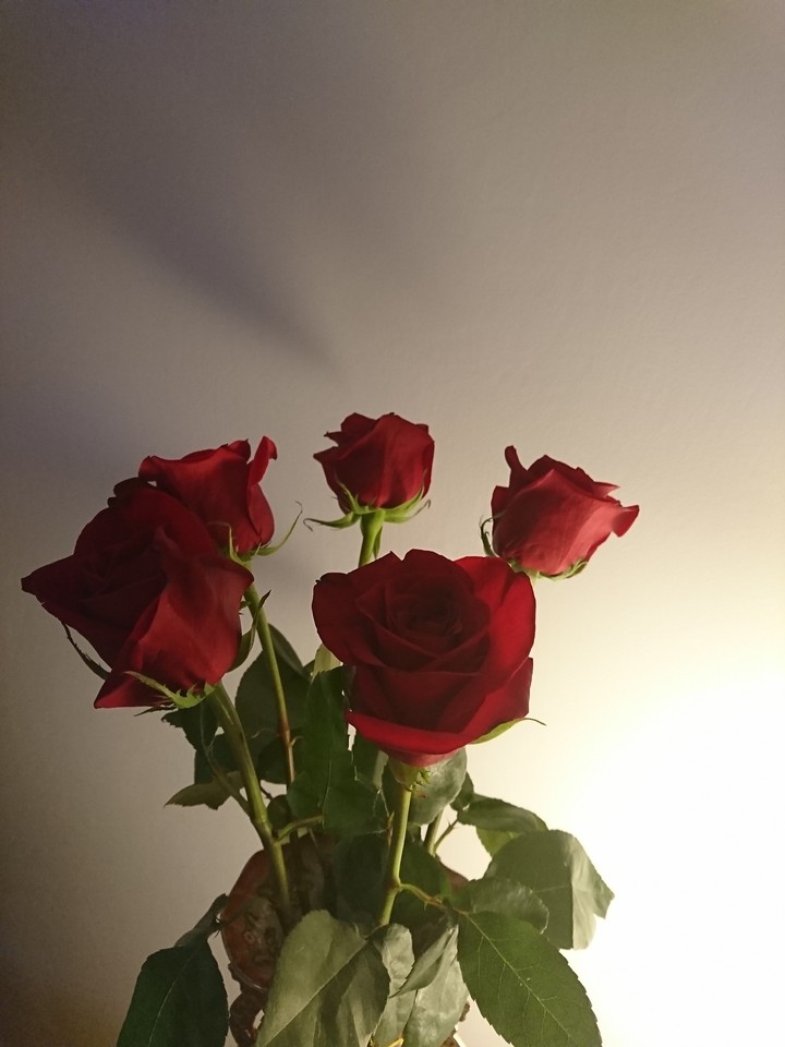 roses