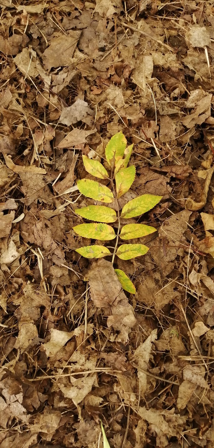leaves