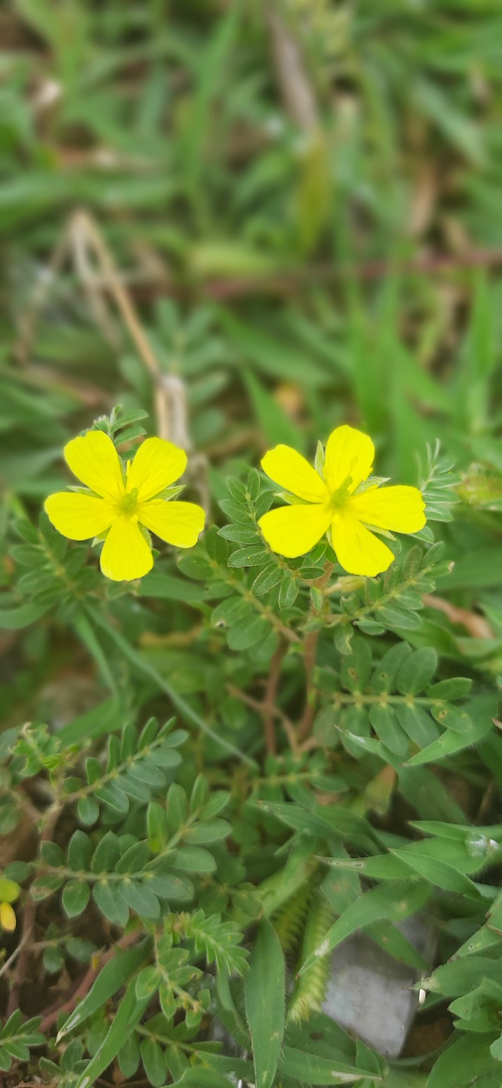 wild flowers