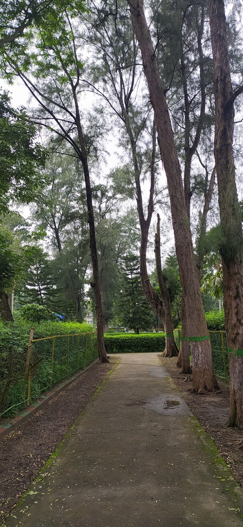 Woods