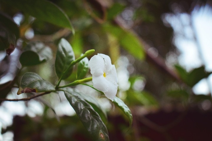 Nature