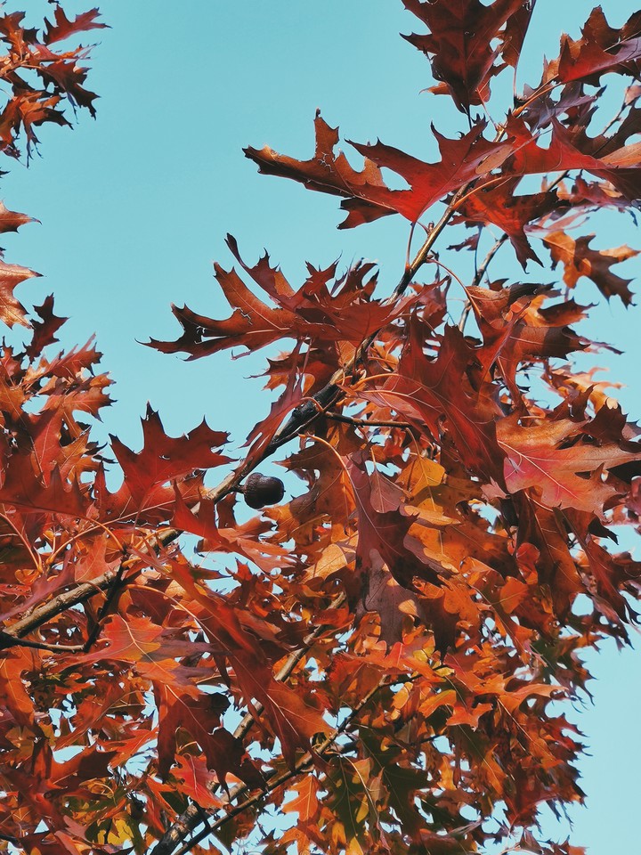 autumn