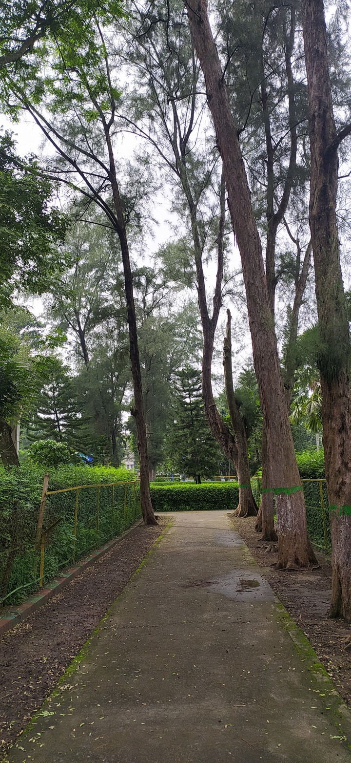 Woods