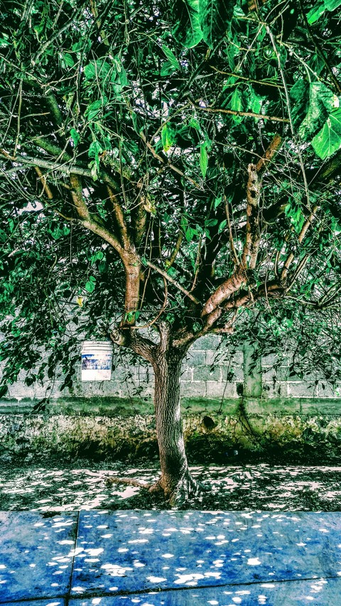 un árbol