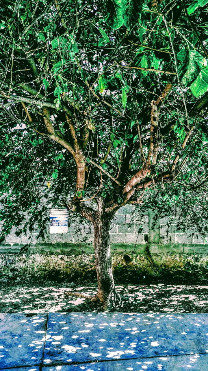 un árbol