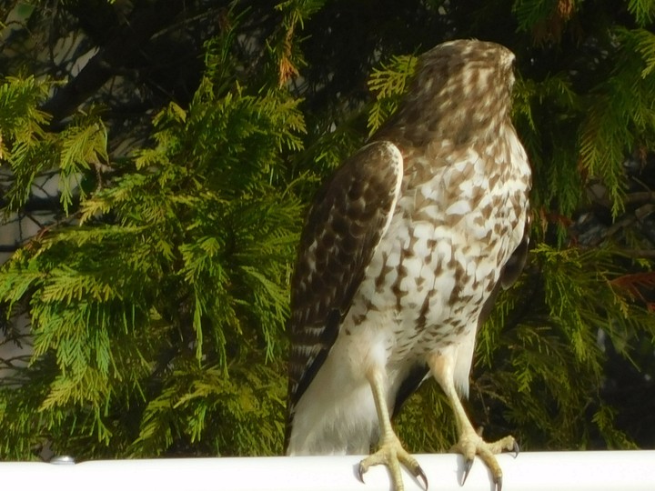 A Hawk