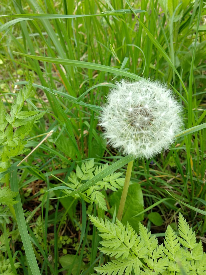 dandelion