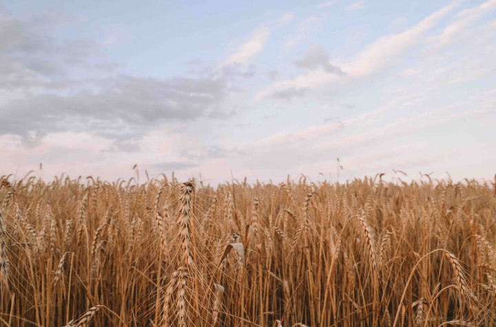 field