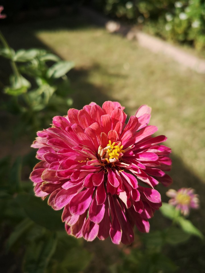 Flower