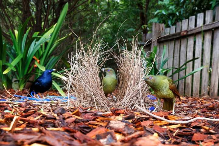 nest