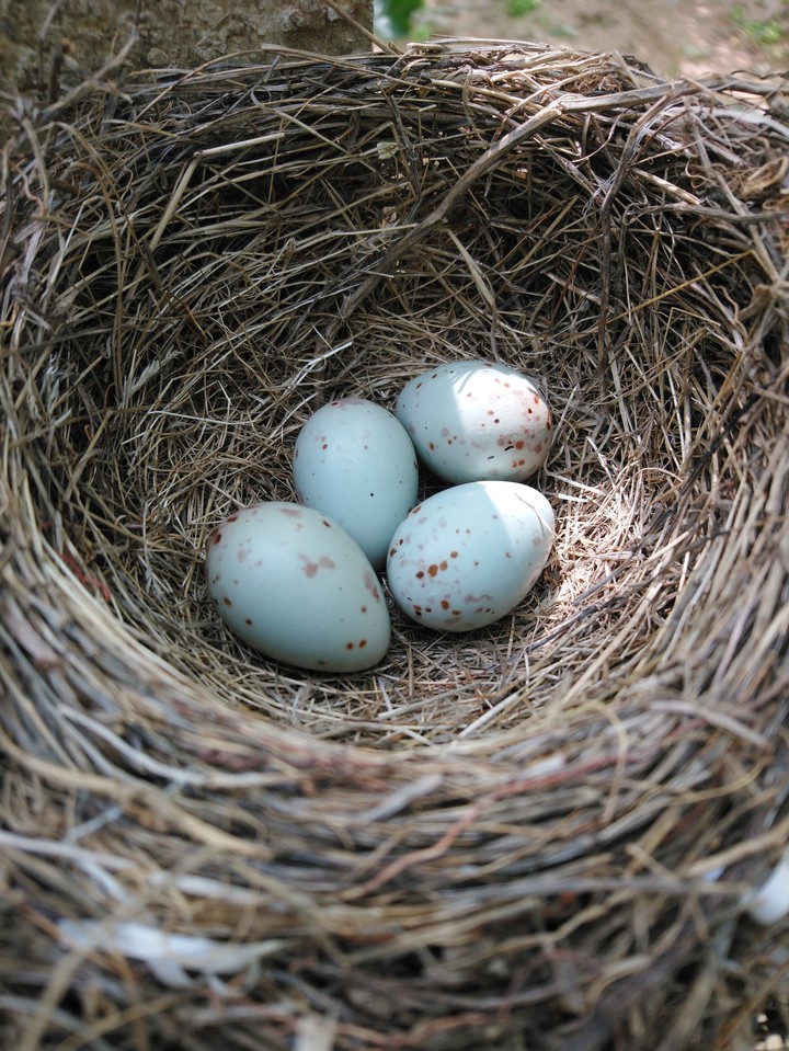 eggs02