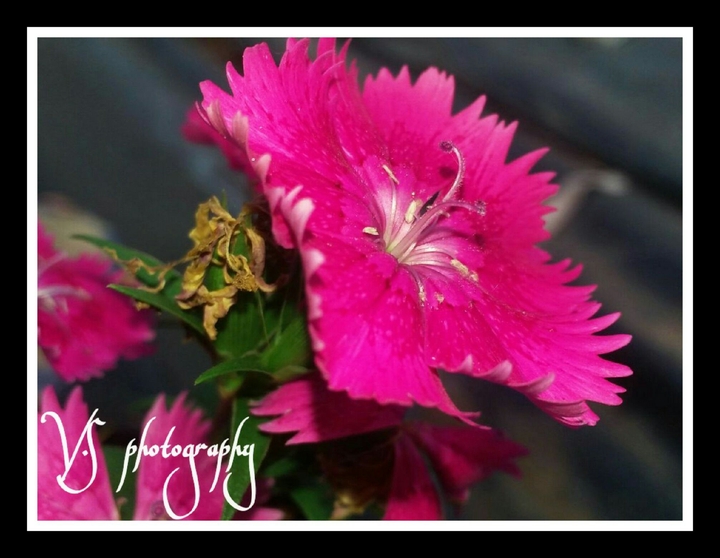 flower