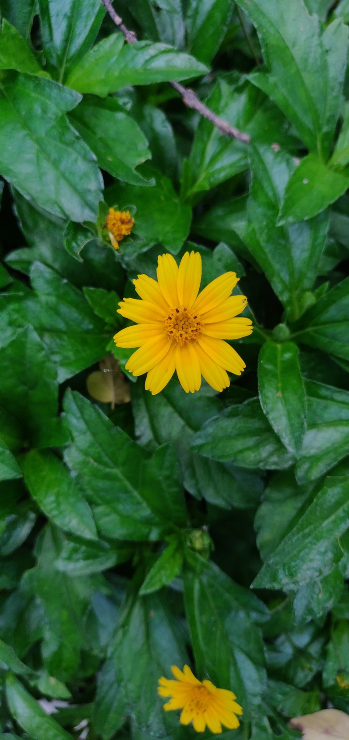 Kamlesh Gawali photography "Flower"