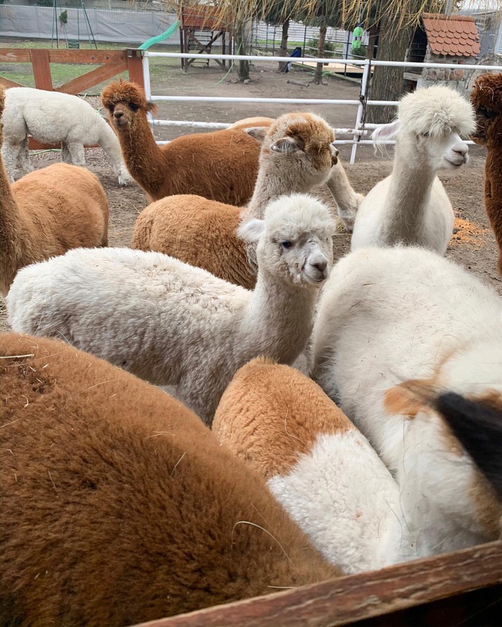 Llamas