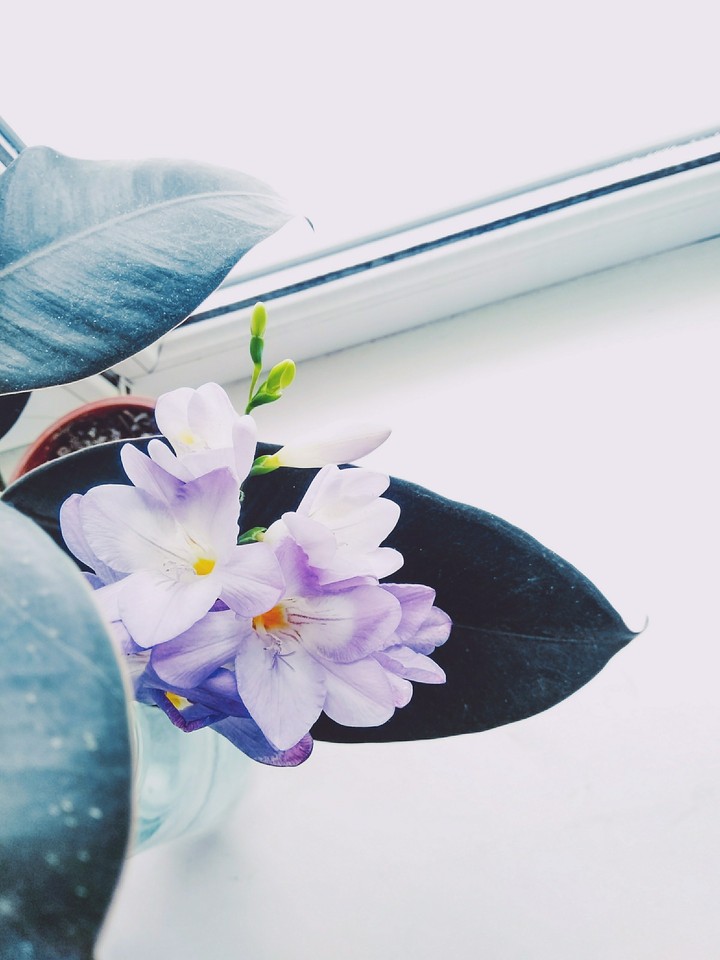 Delicate flower