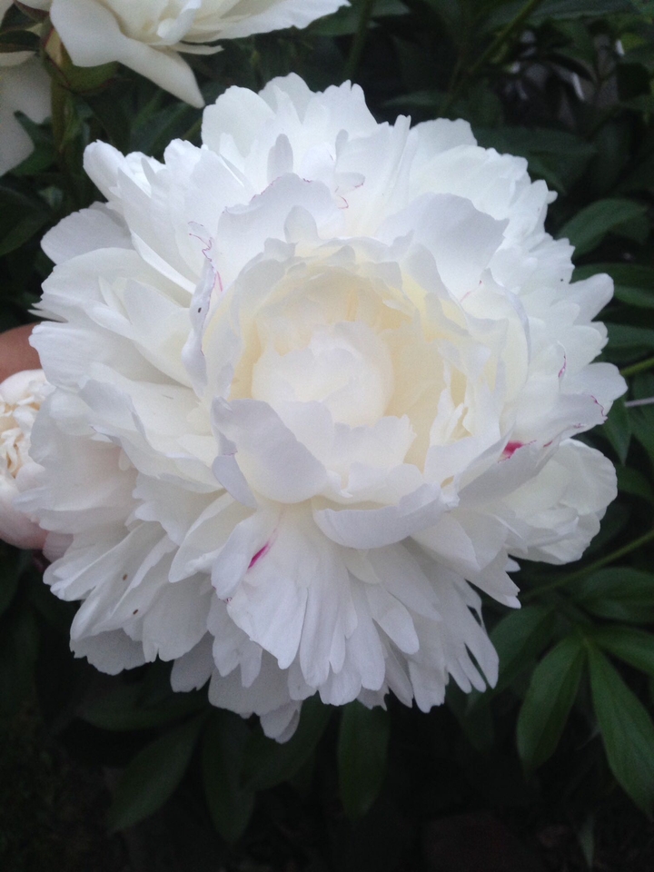 peony