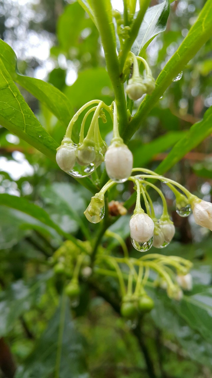 Rain Drops
